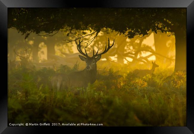 Autumn in the woods Framed Print by Martin Griffett