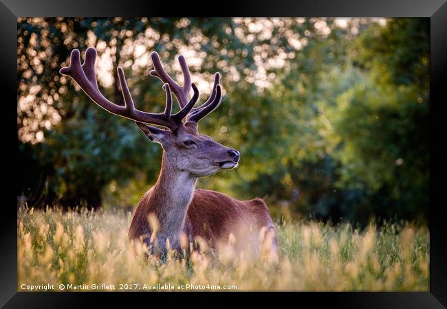 Stag in Evening Light Framed Print by Martin Griffett