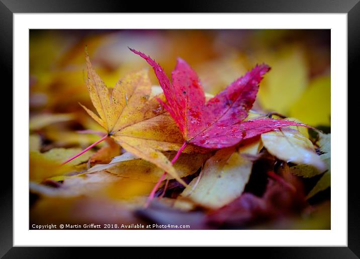 Autumn Colours Framed Mounted Print by Martin Griffett