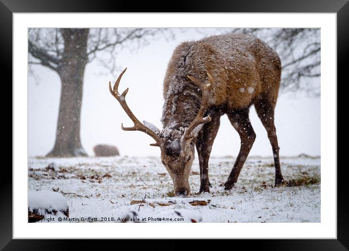 Red Deer Stag in Snow Framed Mounted Print by Martin Griffett