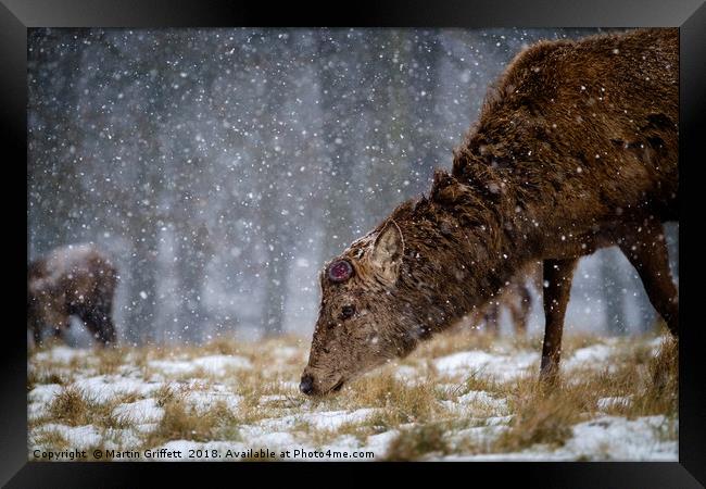 Red Deer Stag in Snow Framed Print by Martin Griffett