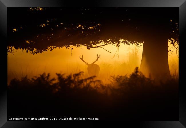 Richmond Park at Sunrise Framed Print by Martin Griffett