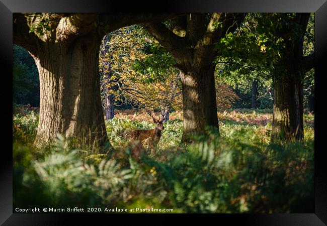 Richmond Park Framed Print by Martin Griffett