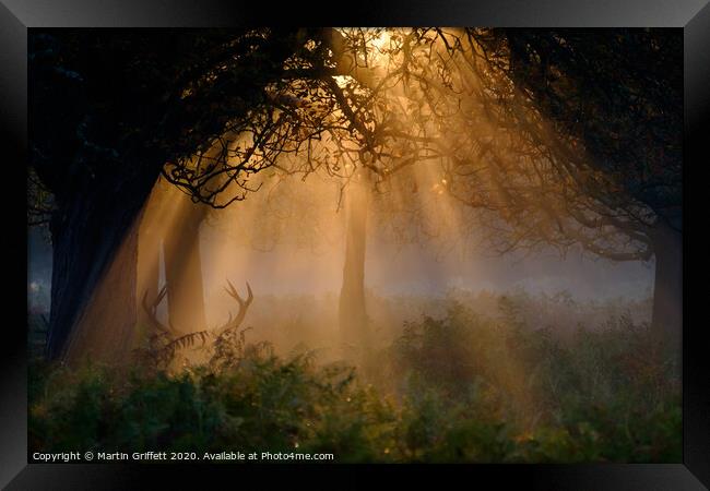 Sunrise in Richmond Park Framed Print by Martin Griffett