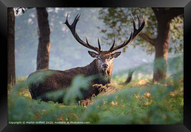 Red Deer Stag in Richmond Park Framed Print by Martin Griffett