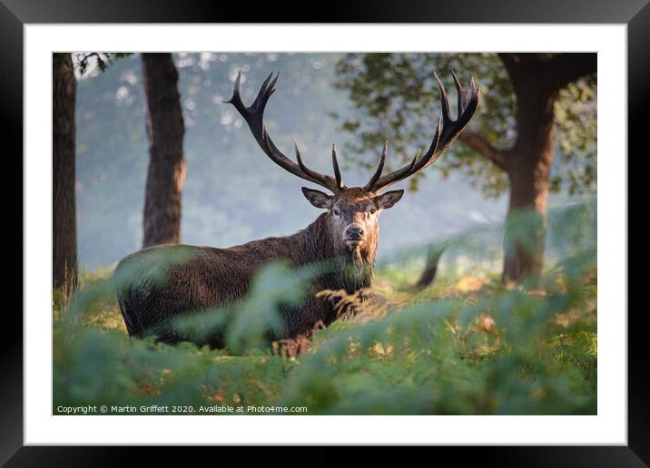 Red Deer Stag in Richmond Park Framed Mounted Print by Martin Griffett