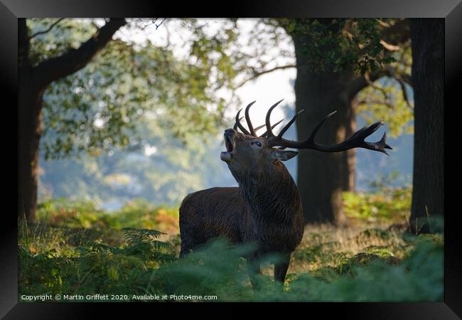 Red Deer Stag in Richmond Park Framed Print by Martin Griffett