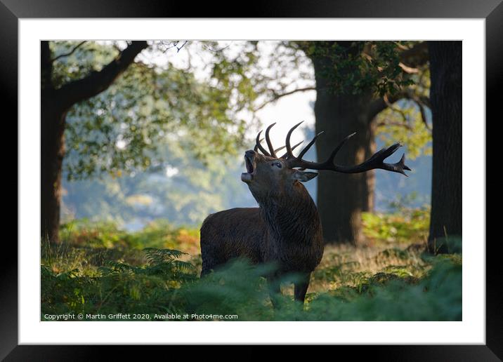 Red Deer Stag in Richmond Park Framed Mounted Print by Martin Griffett