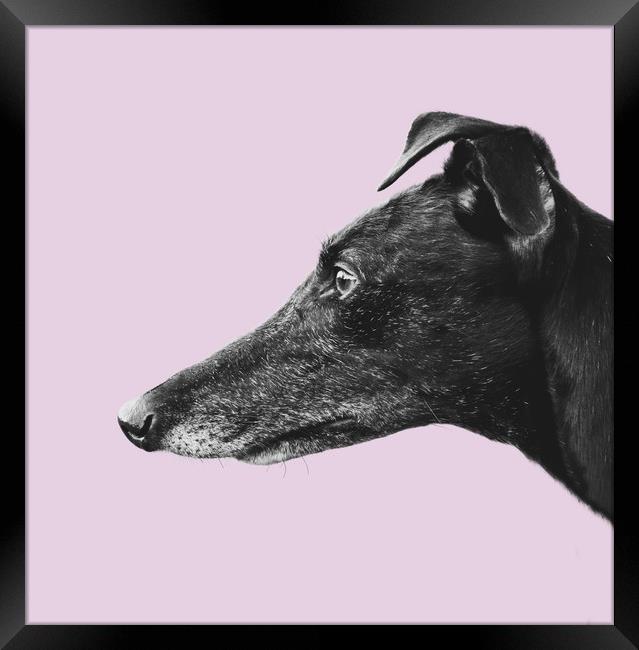 Greyhound Profile Framed Print by Mr Doomits