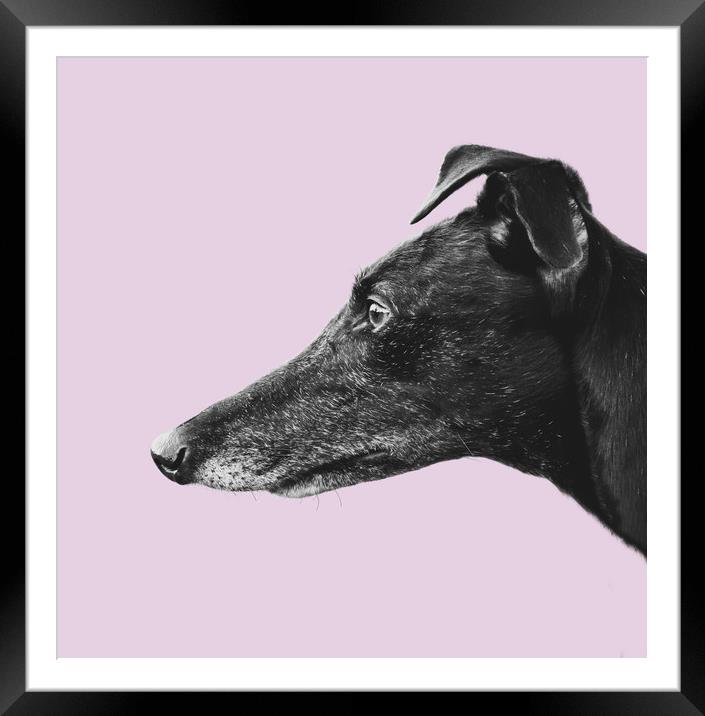 Greyhound Profile Framed Mounted Print by Mr Doomits