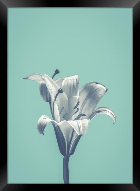 Flower On Blue Design Framed Print by Mr Doomits