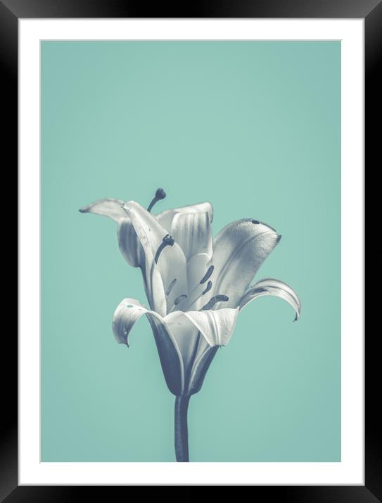 Flower On Blue Design Framed Mounted Print by Mr Doomits