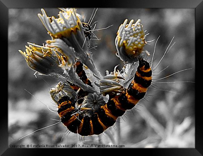 Yellow and black caterpillar Framed Print by Estefanía Rivas Salvador