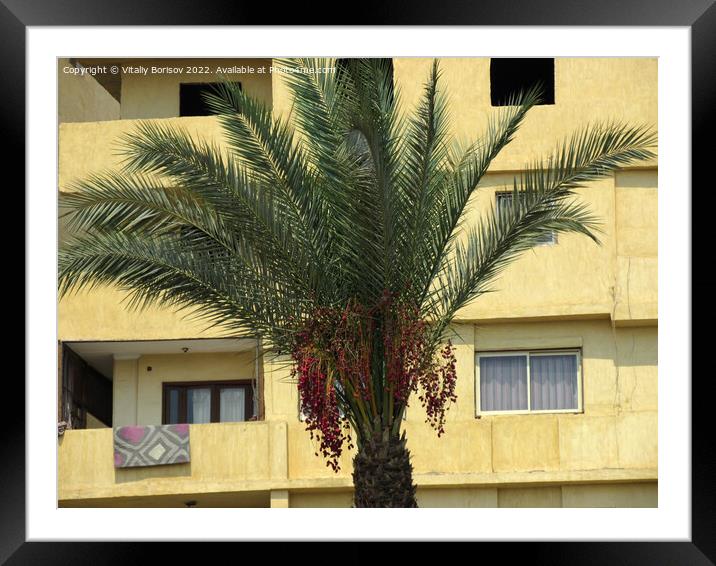 View of the wall of a high-rise building, with balconies and windows on the background of the top of the date palm in Cairo city. Egypt 2021 Framed Mounted Print by Vitaliy Borisov