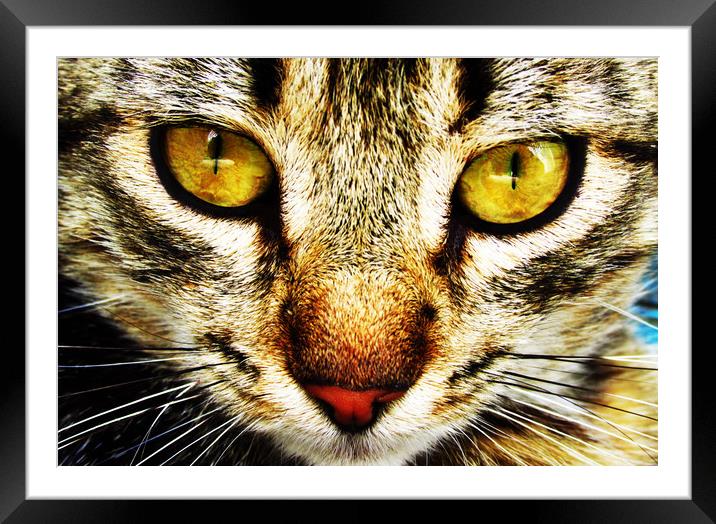 The expressive look of a domestic cat Framed Mounted Print by Vitaliy Borisov