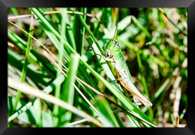 Common Green Grasshopper Framed Print by Mark Thompson