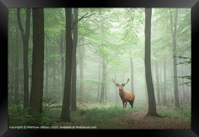 Red deer stag in Lush green fairytale growth concept foggy forest landscape image Framed Print by Matthew Gibson