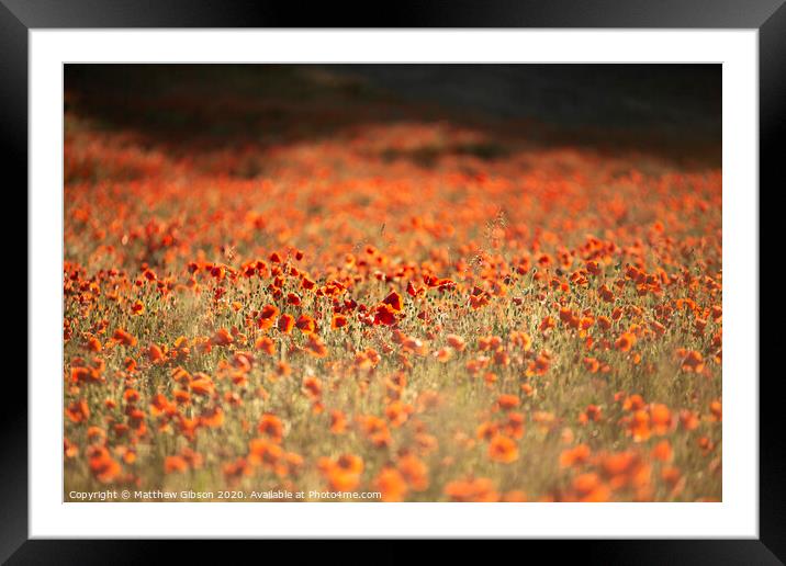 Beautiful Summer landscape of vibrant poppy field in English countryside during late evening sunset Framed Mounted Print by Matthew Gibson