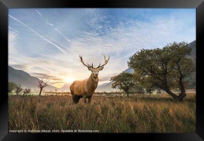 Powerful red deer stag in countryside landscape scene looking out into distance contemplation concept image Framed Print by Matthew Gibson