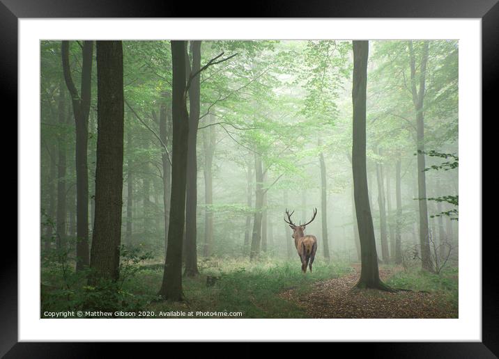 Beautiful image of red deer stag in foggy Autumn colorful forest landscape image Framed Mounted Print by Matthew Gibson