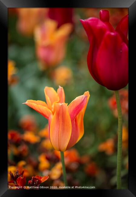 Stunning vibrant shallow depth of field landscape image of flowerbed full of tulips in Spring Framed Print by Matthew Gibson