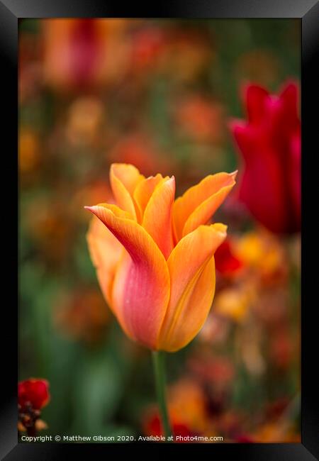 Stunning vibrant shallow depth of field landscape image of flowerbed full of tulips in Spring Framed Print by Matthew Gibson