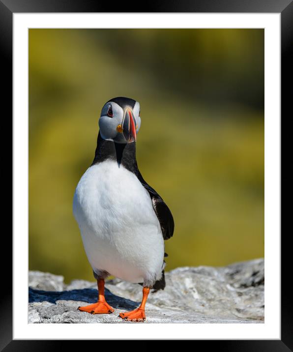 Colorful Atlantic Puffin or Comon Puffin Fratercula Arctica in Northumberland England on bright Spring day Framed Mounted Print by Matthew Gibson