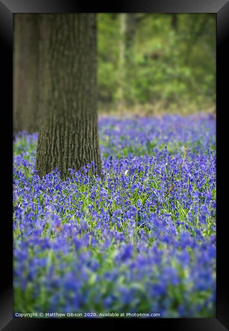 Stunning landscape image of bluebell forest in Spring Framed Print by Matthew Gibson