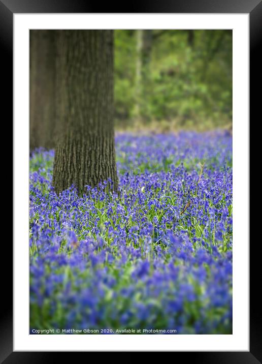 Stunning landscape image of bluebell forest in Spring Framed Mounted Print by Matthew Gibson