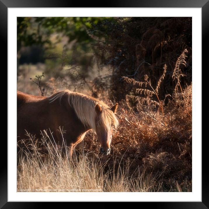 Beautiful portrait of New Forest pony in Autumn woodland landscape with vibrant Fall color all around Framed Mounted Print by Matthew Gibson