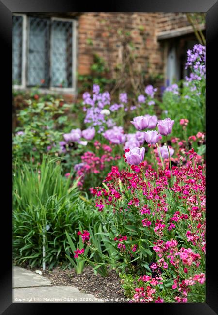 Stunning shallow depth of field landscape image of English country garden borders with vibrant tulips and Spring flowers Framed Print by Matthew Gibson