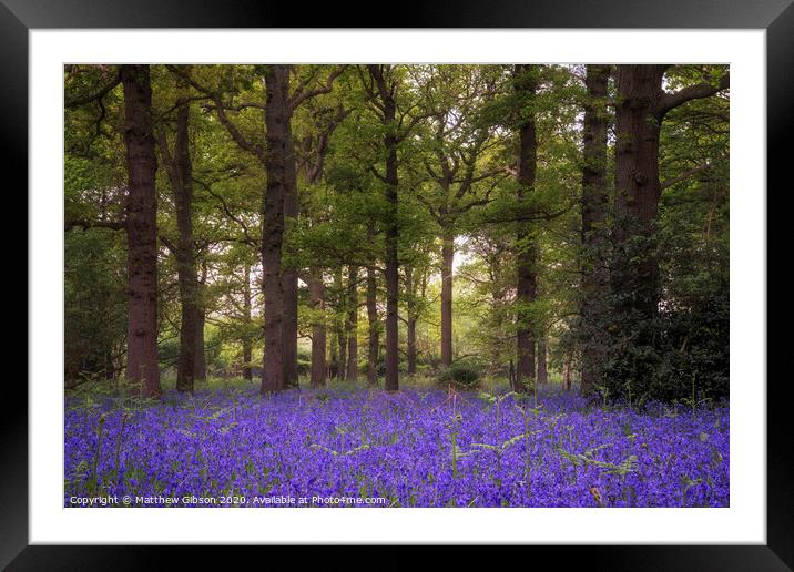 Shallow depth of field landscape of vibrant bluebell woods in Spring Framed Mounted Print by Matthew Gibson