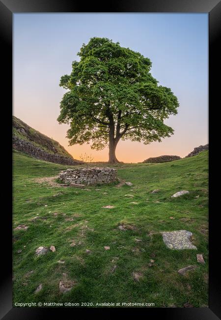Beautiful landscape image of Sycamore Gap at Hadrian's Wall in Northumberland at sunset with fantastic late Spring light Framed Print by Matthew Gibson
