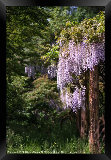 Purple wisteria draping over garden ornaments in Summer growth landscape Framed Print by Matthew Gibson