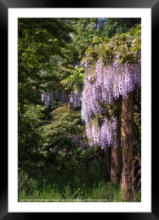 Purple wisteria draping over garden ornaments in Summer growth landscape Framed Mounted Print by Matthew Gibson
