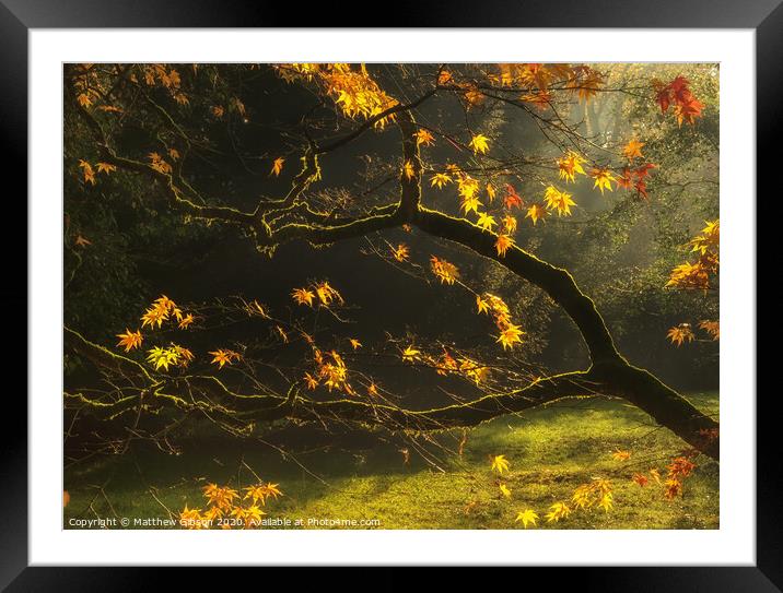 Beautiful golden Autumn leaves with bright backlighting from sunrise Framed Mounted Print by Matthew Gibson