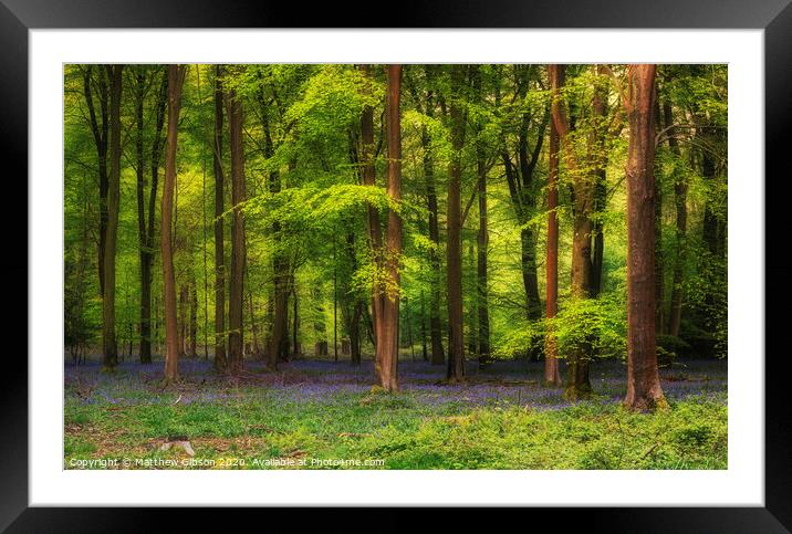 Majestic Spring landscape image of colorful bluebell flowers in woodland Framed Mounted Print by Matthew Gibson