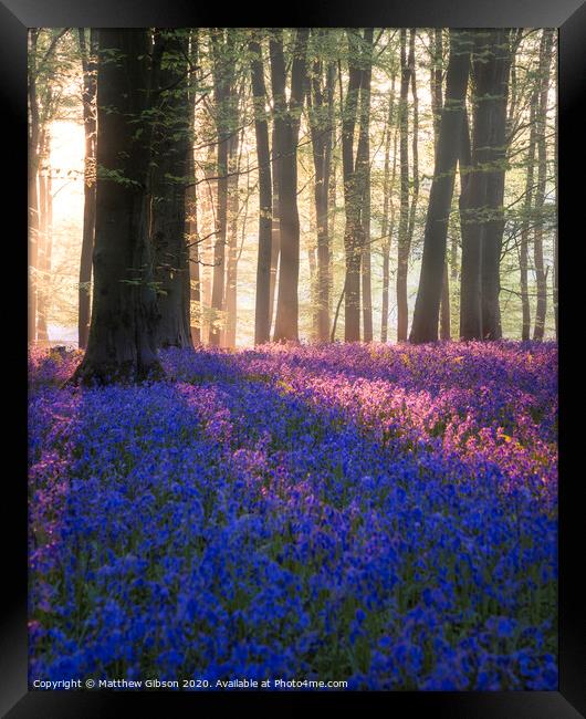 Majestic Spring landscape image of colorful bluebell flowers in woodland Framed Print by Matthew Gibson
