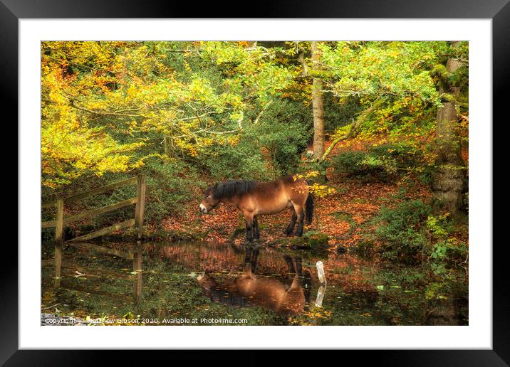 Stunning Autumn Fall colorful vibrant woodland landscape with wild pony by lake Framed Mounted Print by Matthew Gibson