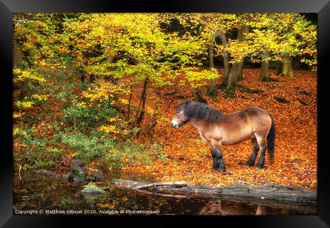 Stunning Autumn Fall colorful vibrant woodland landscape with wild pony by lake Framed Print by Matthew Gibson