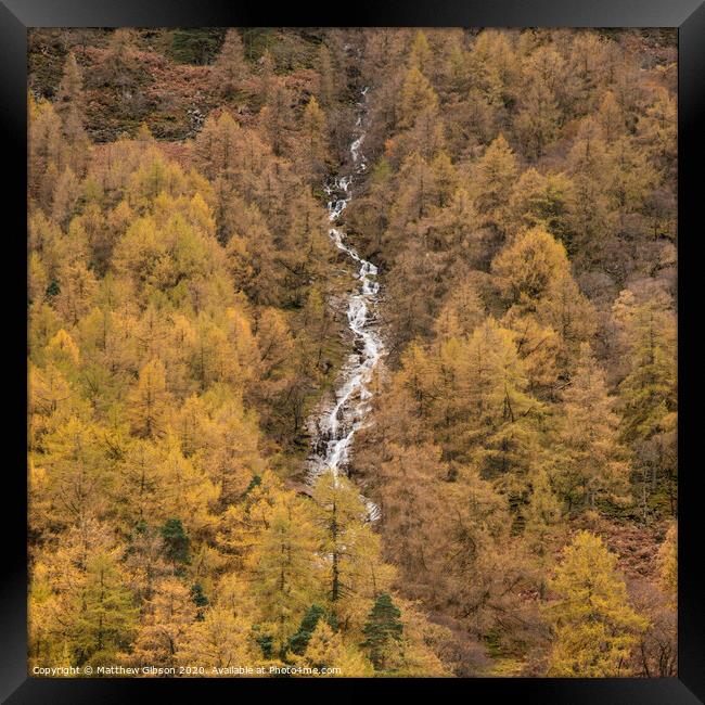 Stunning vibrant golden Autumn Fall landscape of larch tree forest with river and waterfall flowing through from top to bottom of image Framed Print by Matthew Gibson