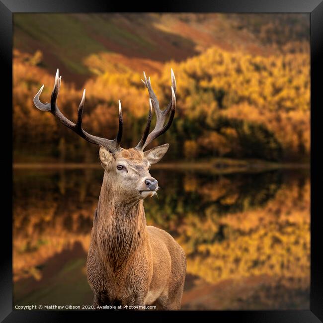 Majestic Autumn Fall landscape of red deer stag Cervus Elaphus in foreground of vibrant forest and lake in background Framed Print by Matthew Gibson