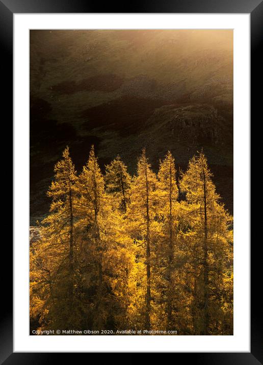 Majestic Autumn Fall landscape of backlit larch trees in Lake District viewed from Hallin Fell durnig a cold morning Framed Mounted Print by Matthew Gibson