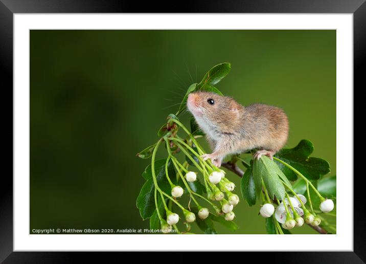 adorable cute harvest mice micromys minutus on white flower foliage with neutral green nature background Framed Mounted Print by Matthew Gibson