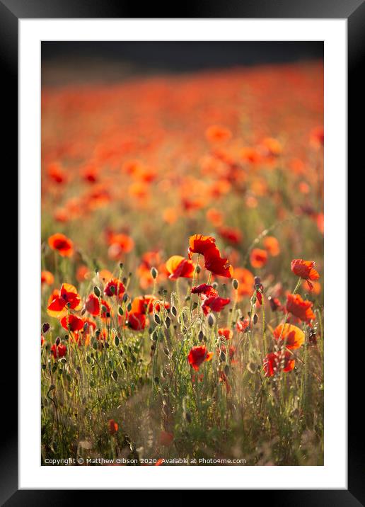 Beautiful Summer landscape of vibrant poppy field in English countryside during late evening sunset Framed Mounted Print by Matthew Gibson