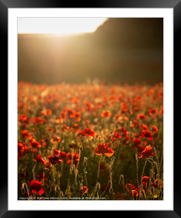 Beautiful Summer landscape of vibrant poppy field in English countryside during late evening sunset Framed Mounted Print by Matthew Gibson