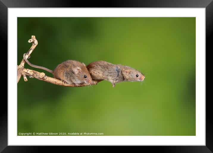 ADorable and Cute harvest mice micromys minutus on wooden stick with neutral green background in nature Framed Mounted Print by Matthew Gibson