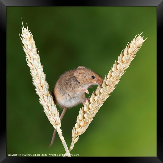 Adorable cute harvest mice micromys minutus on wheat stalk with neutral green nature background Framed Print by Matthew Gibson