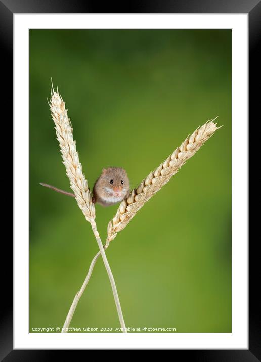 Adorable cute harvest mice micromys minutus on wheat stalk with neutral green nature background Framed Mounted Print by Matthew Gibson