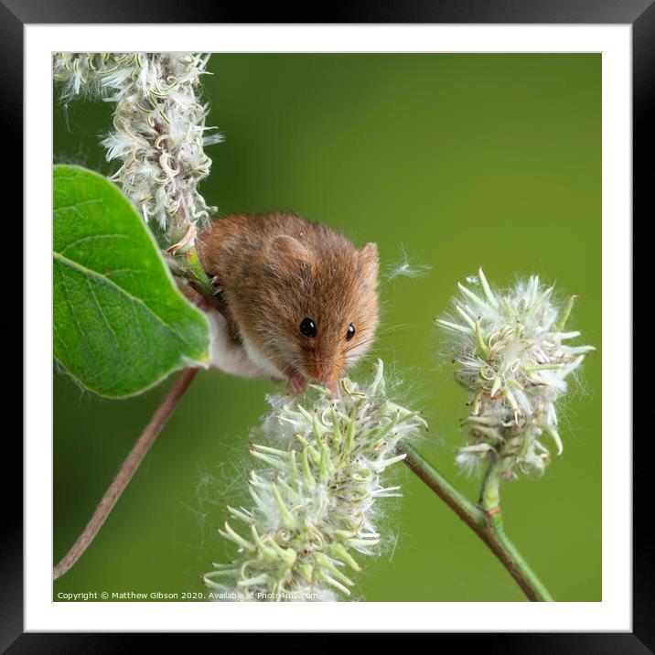 Adorable cute harvest mice micromys minutus on white flower foliage with neutral green nature background Framed Mounted Print by Matthew Gibson